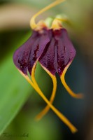 /album/orchideje/dsc6432-masdevallia-dunstervillei-jpg/